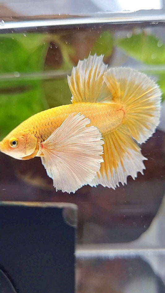 LUXURY PLAKAT SUPER DUMBO EAR GOLD BETTA FISH