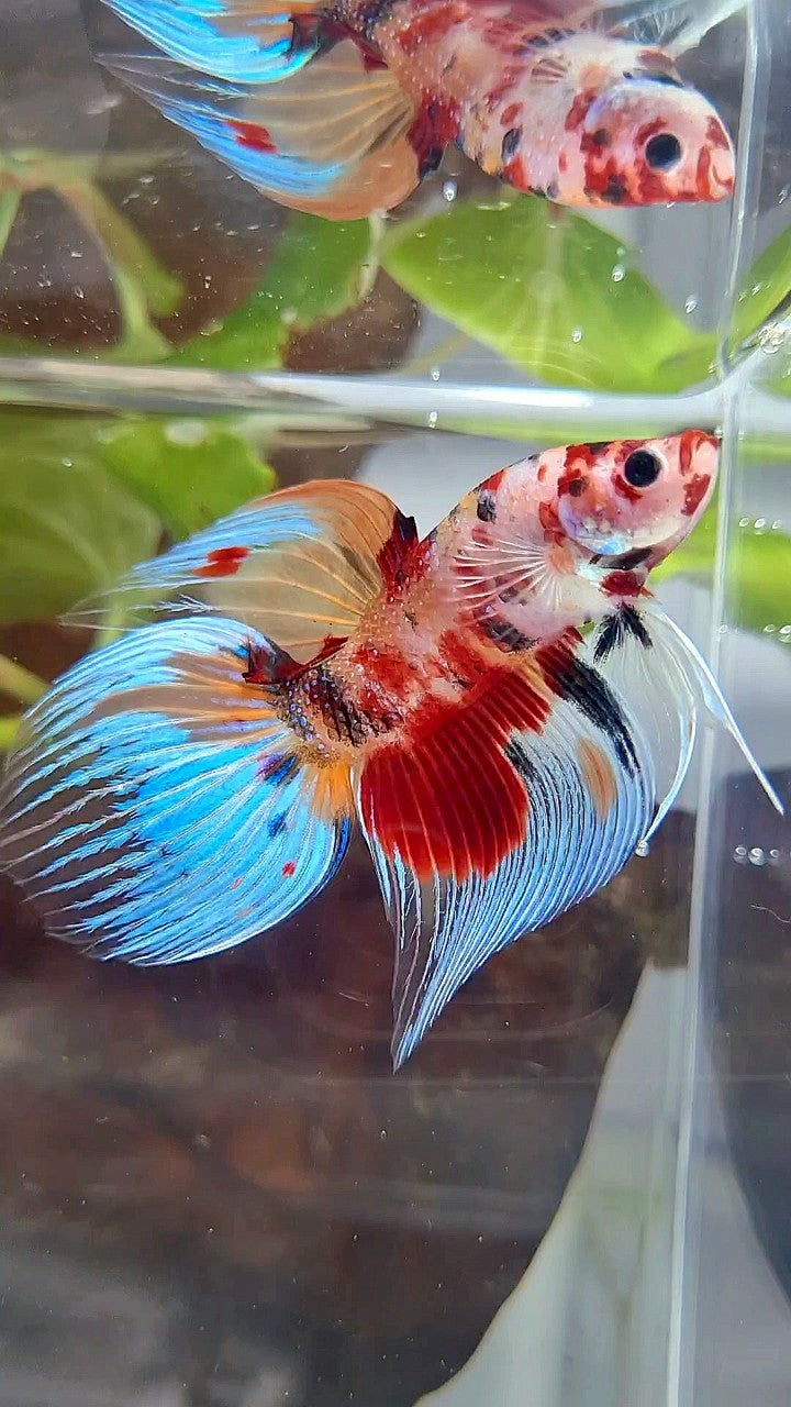 VEILTAIL ORANGE RED KOI MULTICOLOR BETTA FISH