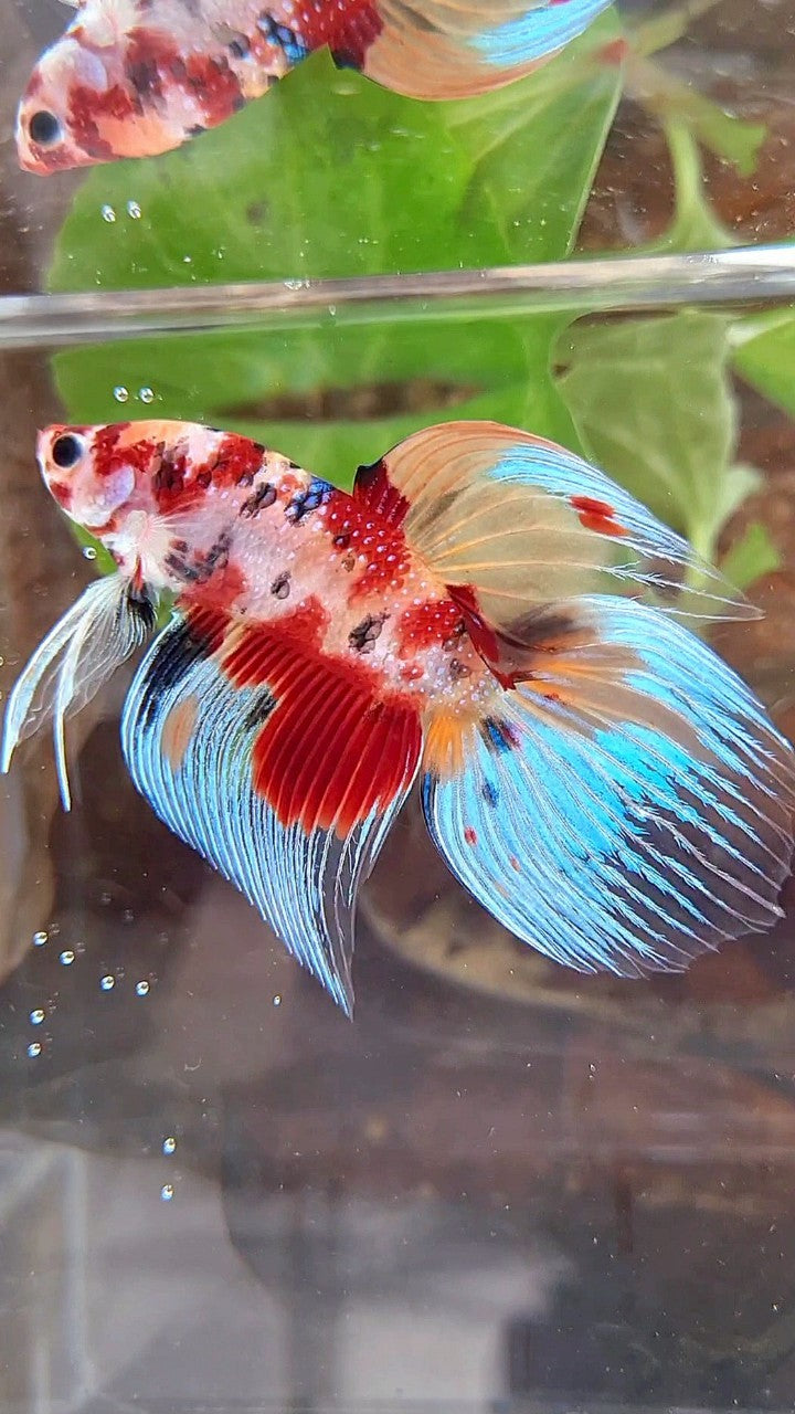 VEILTAIL ORANGE RED KOI MULTICOLOR BETTA FISH