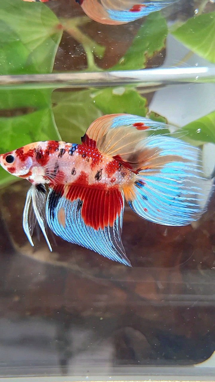 VEILTAIL ORANGE RED KOI MULTICOLOR BETTA FISH