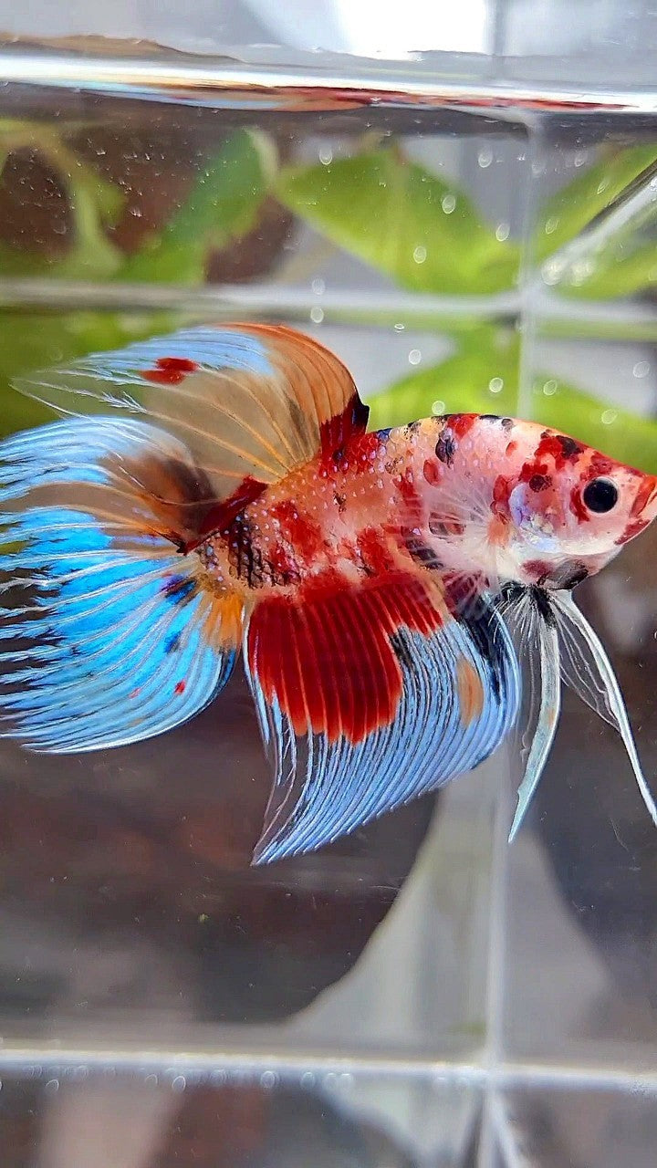 VEILTAIL ORANGE RED KOI MULTICOLOR BETTA FISH