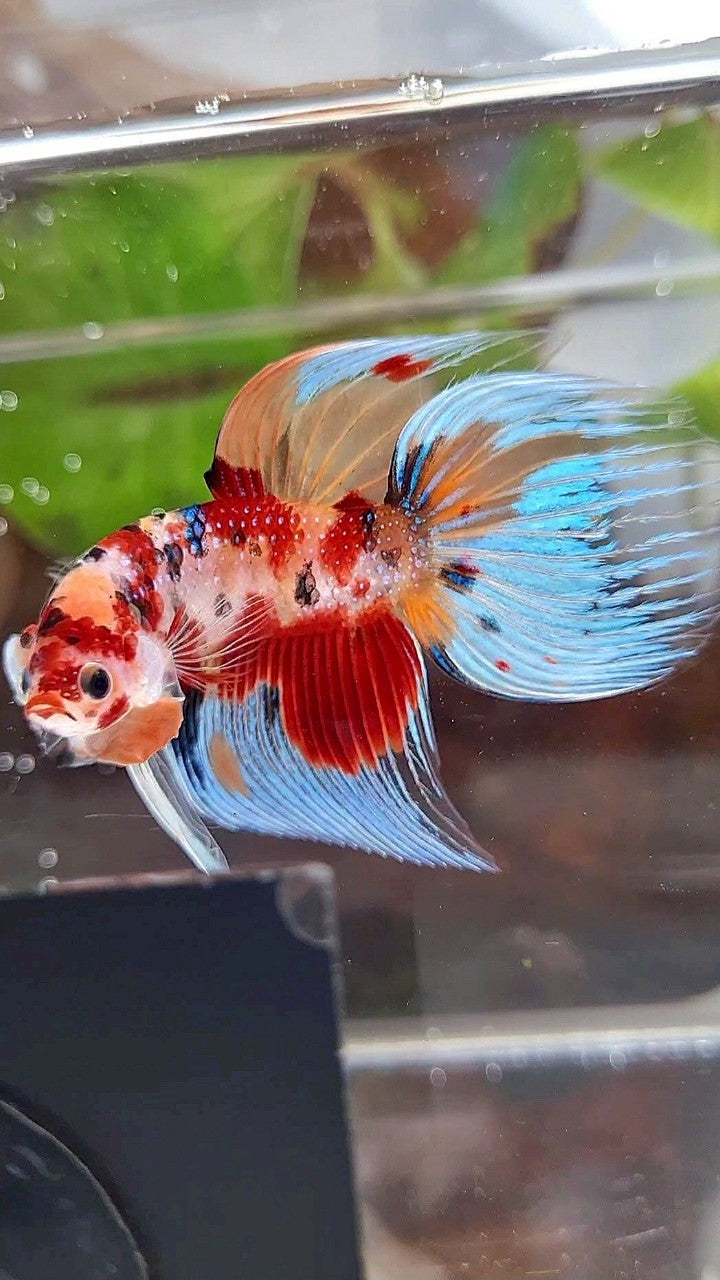 VEILTAIL ORANGE RED KOI MULTICOLOR BETTA FISH