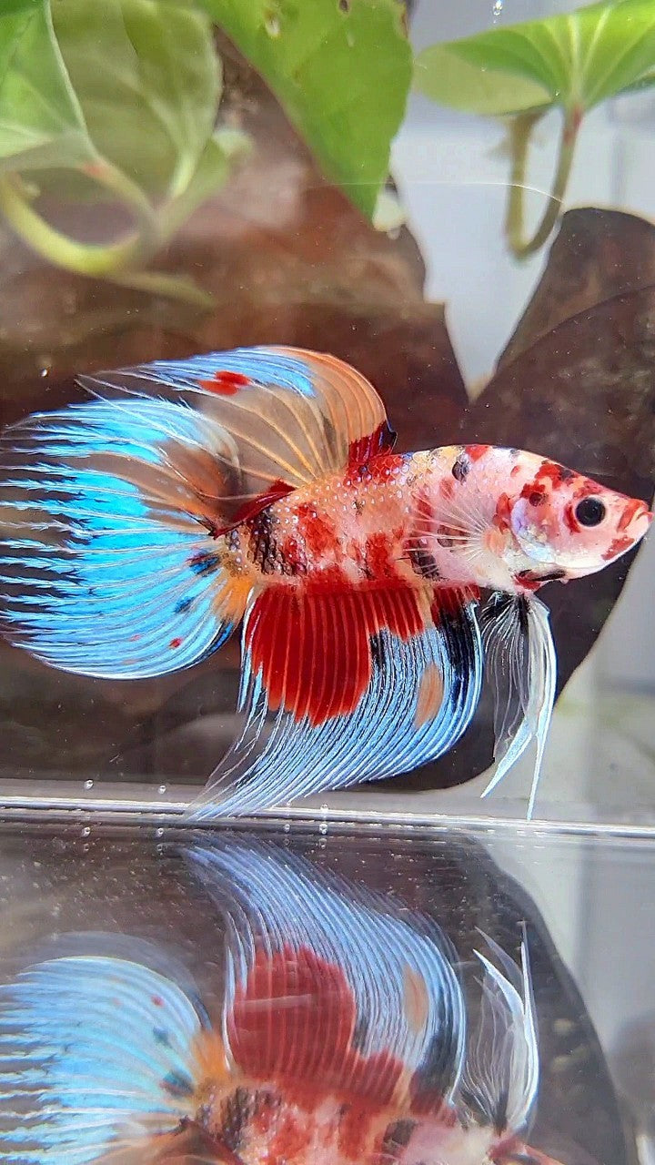 VEILTAIL ORANGE RED KOI MULTICOLOR BETTA FISH