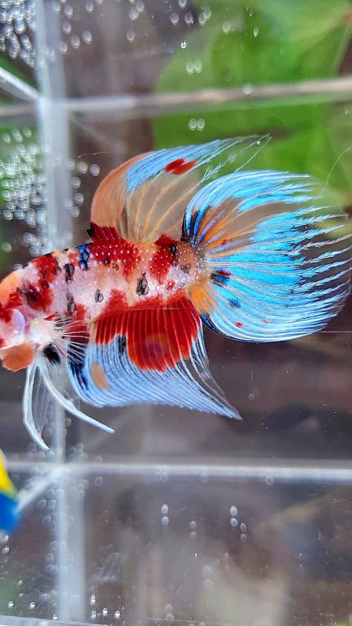 VEILTAIL ORANGE RED KOI MULTICOLOR BETTA FISH