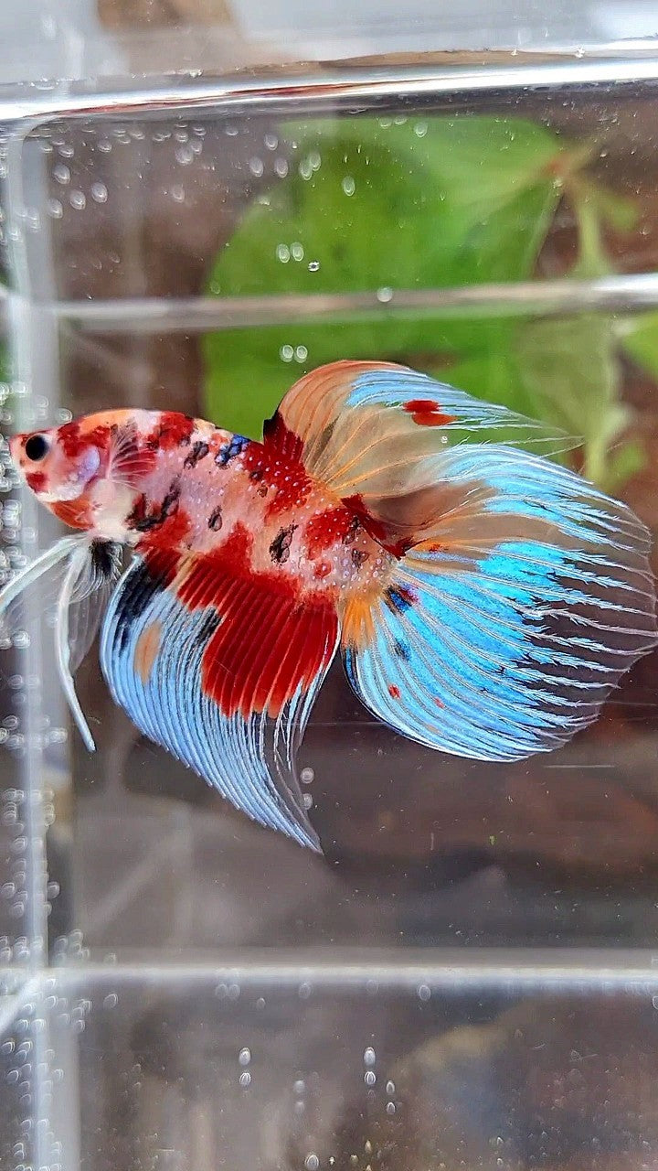 VEILTAIL ORANGE RED KOI MULTICOLOR BETTA FISH