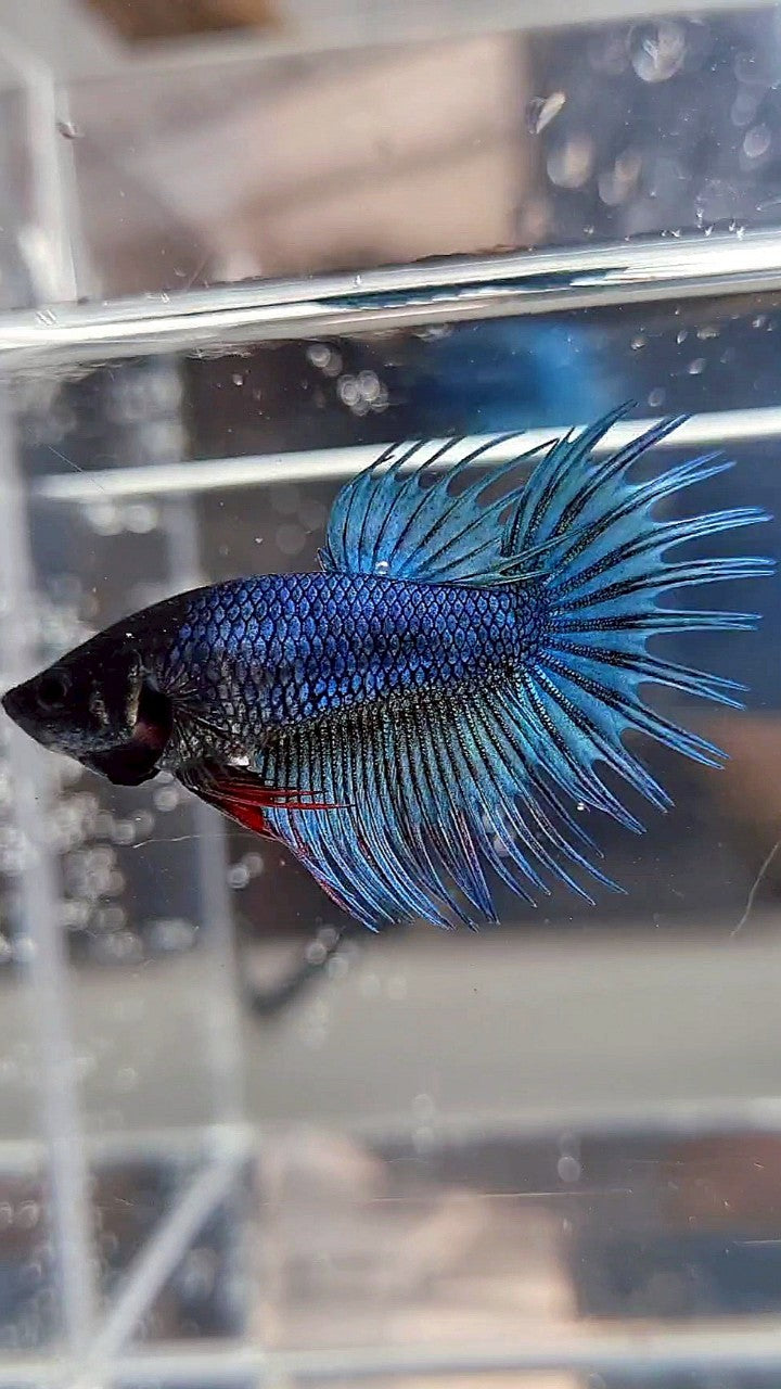 FEMALE KING CROWNTAIL BLUE GREEN TURQUOISE BETTA FISH