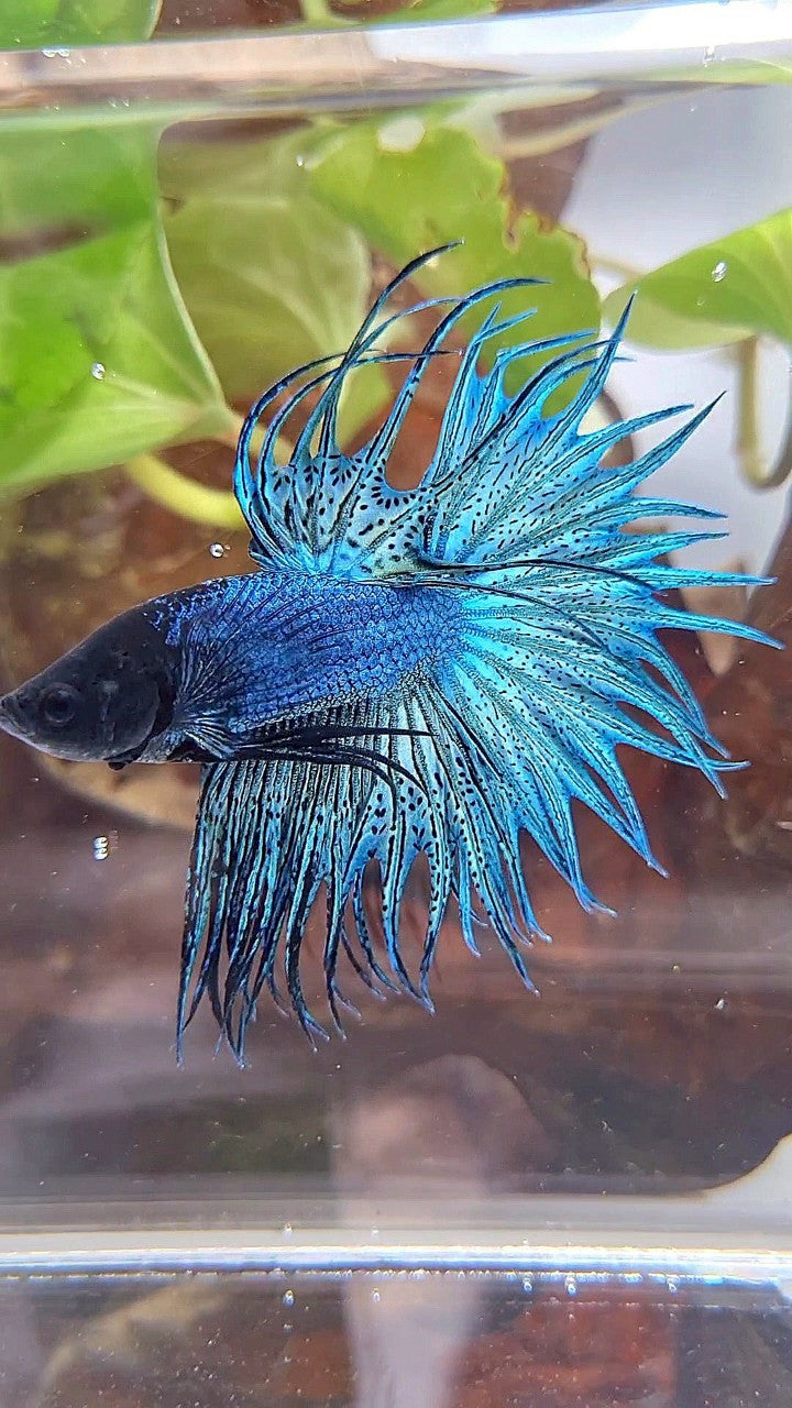 KING CROWNTAIL BLUE GREEN TURQUOISE BETTA FISH