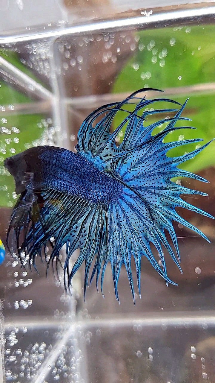 KING CROWNTAIL BLUE GREEN TURQUOISE BETTA FISH