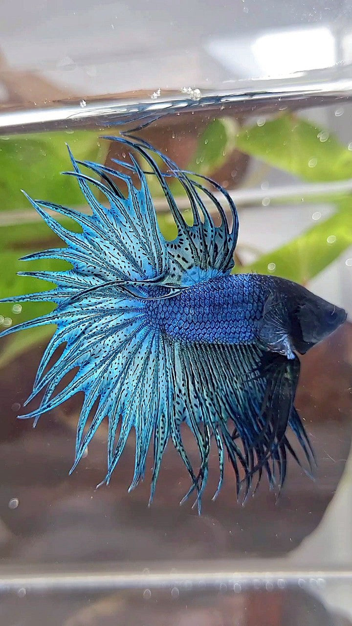 KING CROWNTAIL BLUE GREEN TURQUOISE BETTA FISH