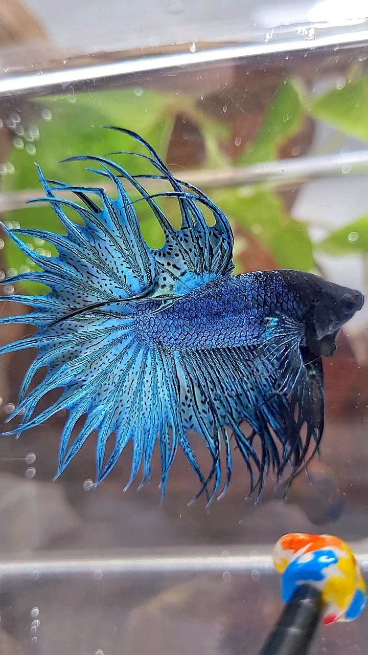 KING CROWNTAIL BLUE GREEN TURQUOISE BETTA FISH