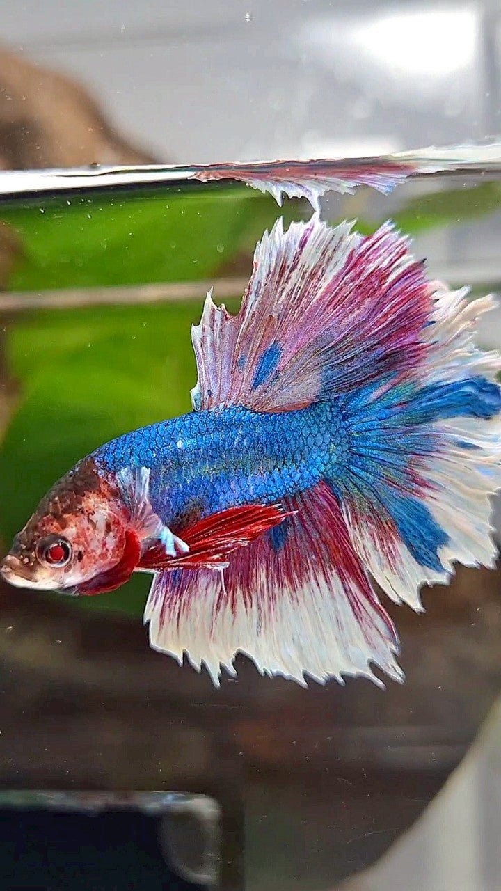 HALFMOON ROSETAIL BLUE WHITE FANCY PINK BETTA FISH