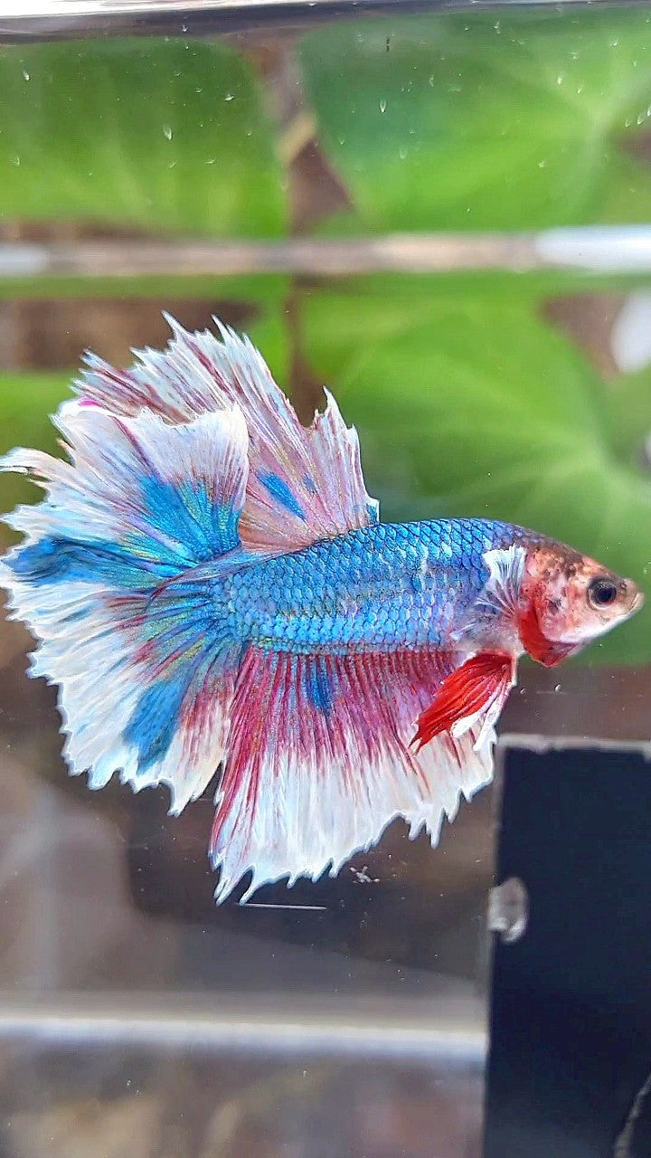 HALFMOON ROSETAIL BLUE WHITE FANCY PINK BETTA FISH