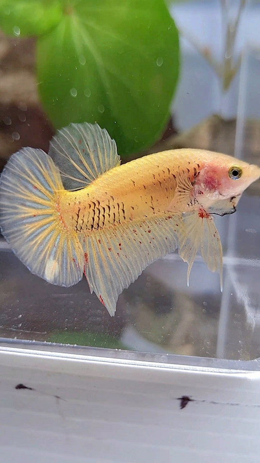 PLAKAT VANDA YELLOW BETTA FISH
