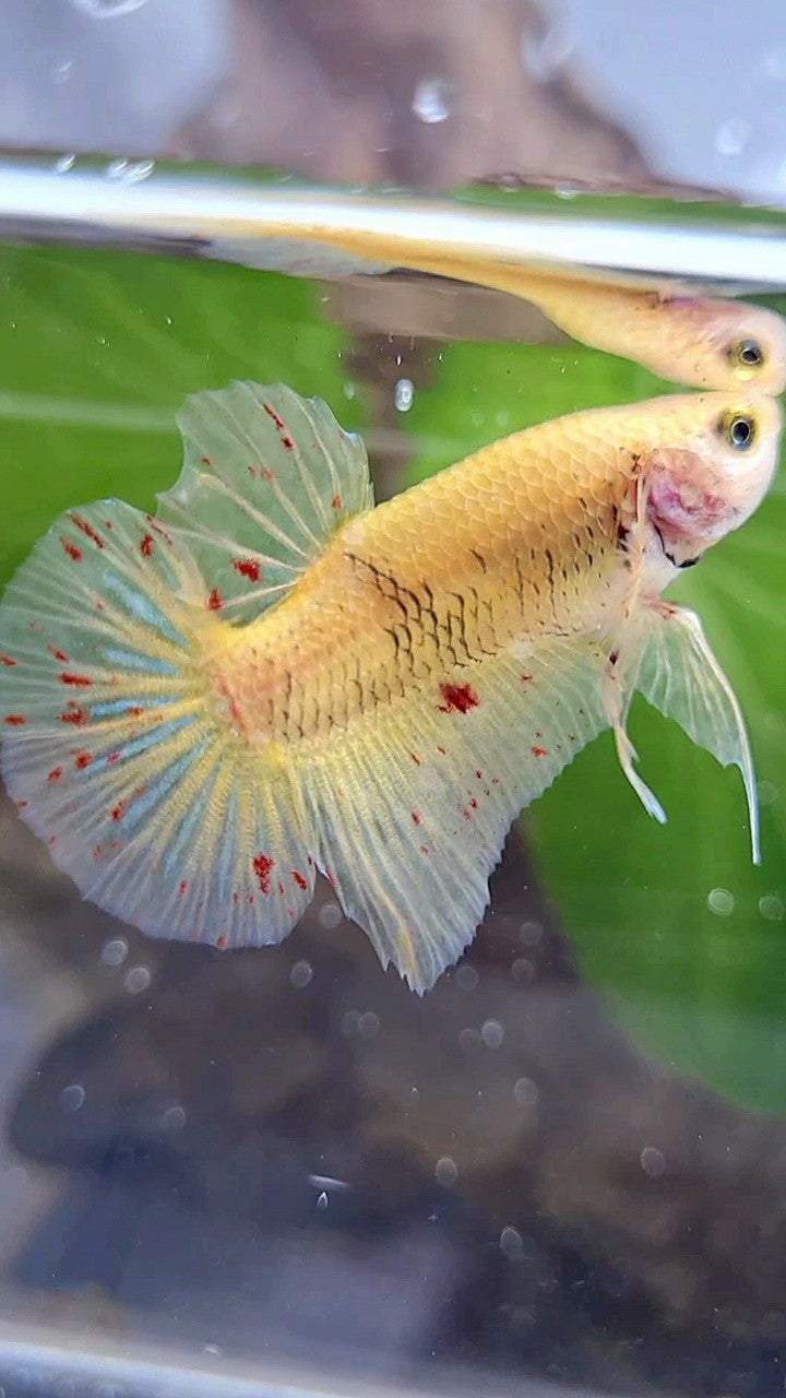 PLAKAT VANDA YELLOW BETTA FISH