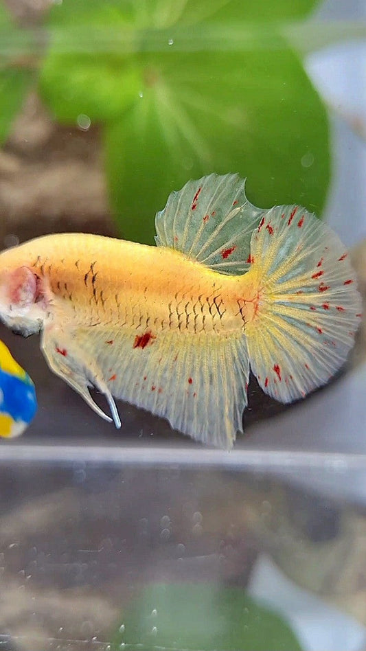 PLAKAT VANDA YELLOW BETTA FISH