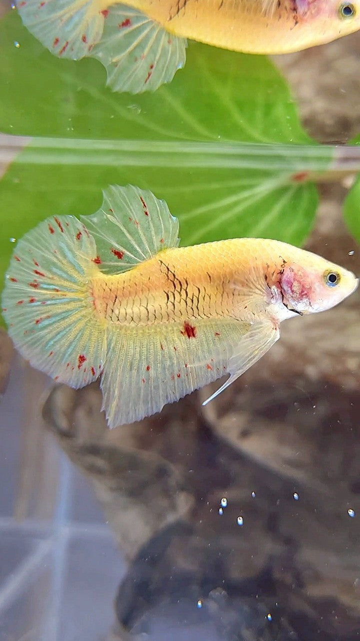 PLAKAT VANDA YELLOW BETTA FISH