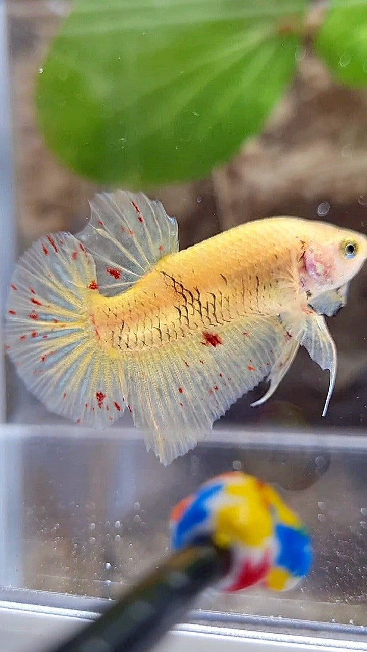 PLAKAT VANDA YELLOW BETTA FISH
