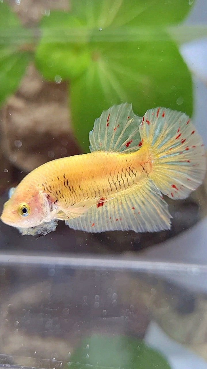 PLAKAT VANDA YELLOW BETTA FISH