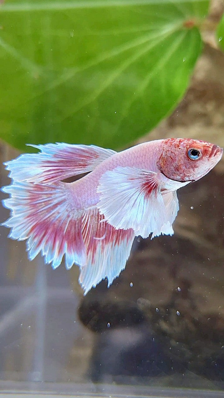 HALFMOON DUMBO EAR LAVENDER BETTA FISH