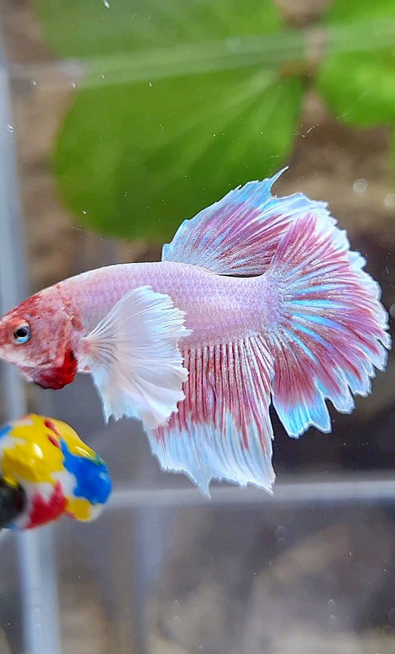 HALFMOON DUMBO EAR LAVENDER BETTA FISH