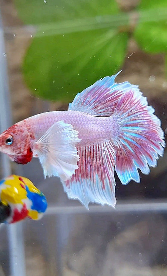 HALFMOON DUMBO EAR LAVENDER BETTA FISH