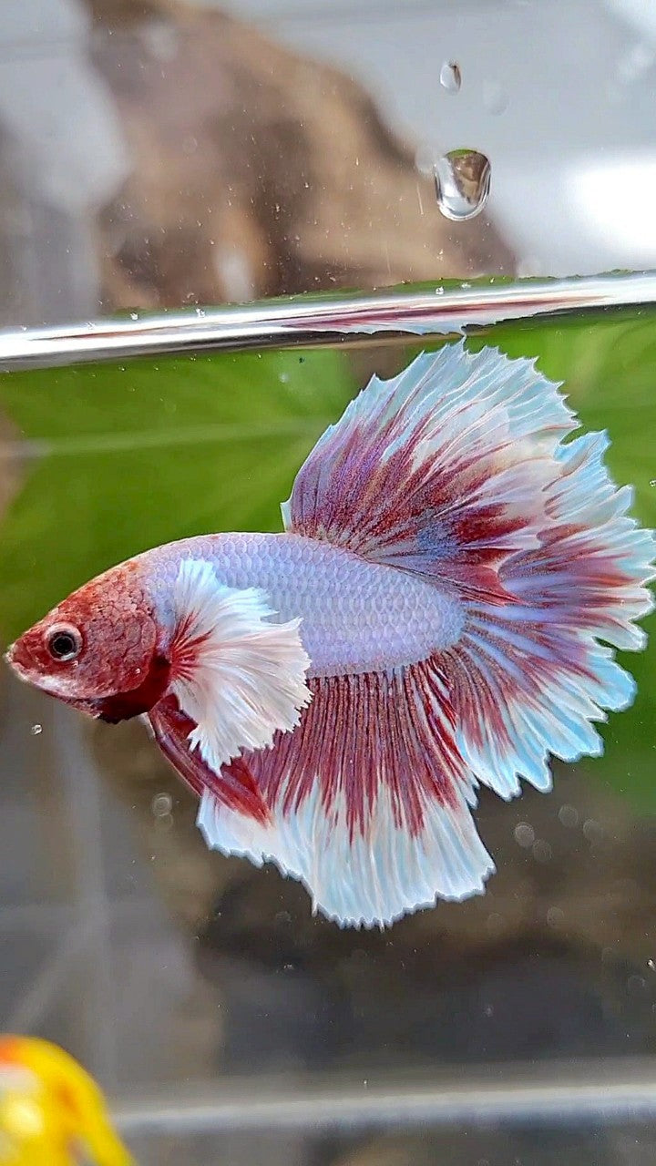 HALFMOON DUMBO EAR ROSETAIL PURPLE BUTTERFLY BETTA FISH