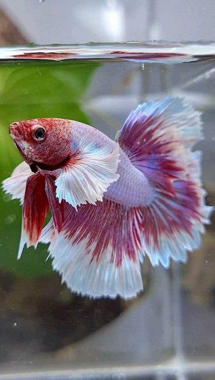 HALFMOON DUMBO EAR ROSETAIL PURPLE BUTTERFLY BETTA FISH