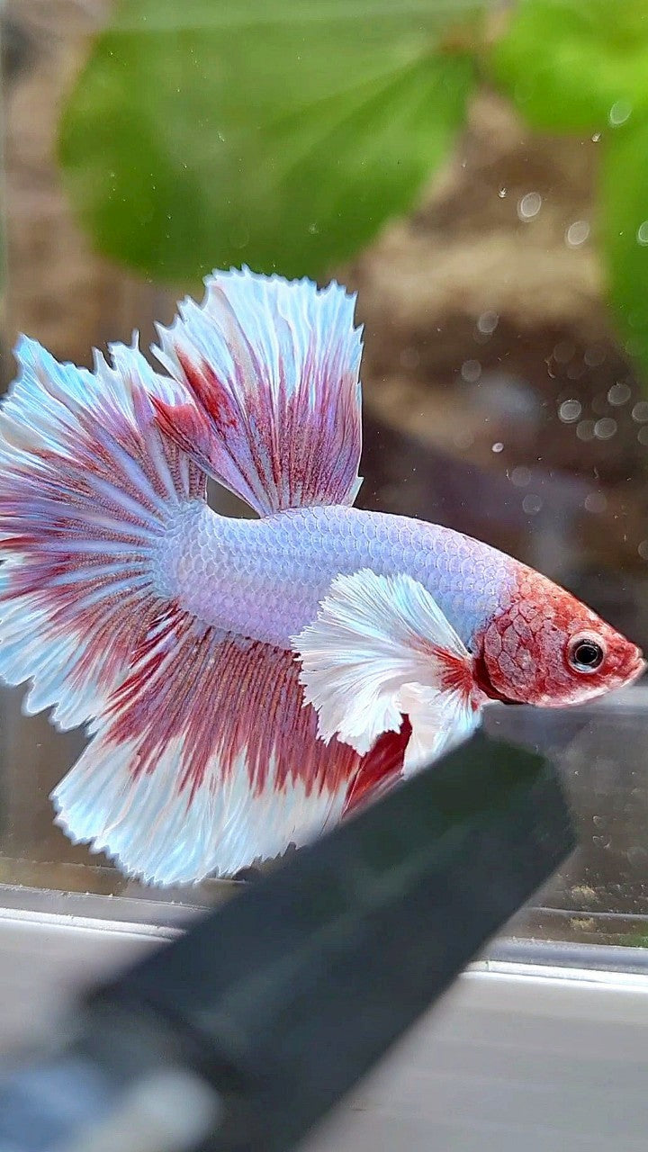 HALFMOON DUMBO EAR ROSETAIL PURPLE BUTTERFLY BETTA FISH