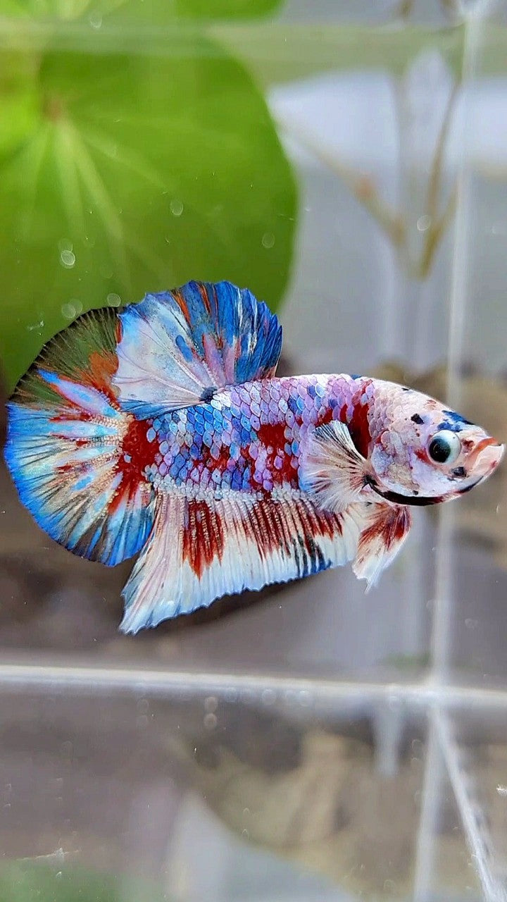 PLAKAT BARONGSAI RED WHITE GALAXY MULTICOLOR BETTA FISH