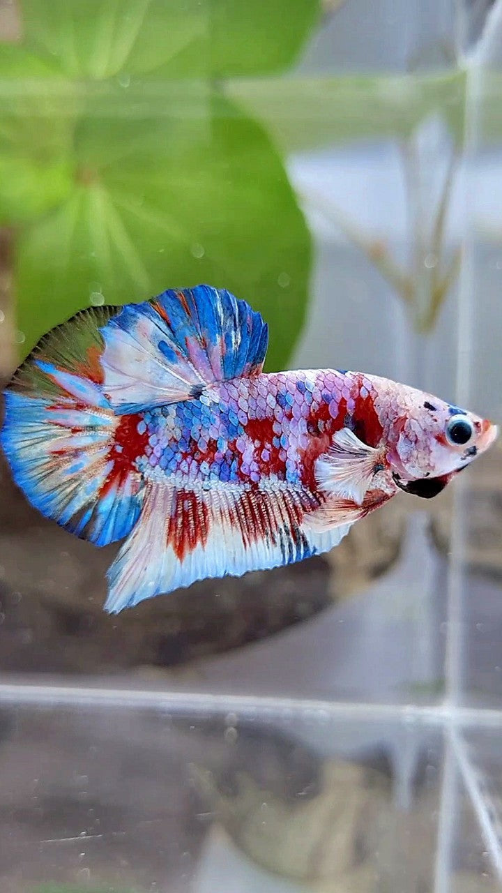 PLAKAT BARONGSAI RED WHITE GALAXY MULTICOLOR BETTA FISH