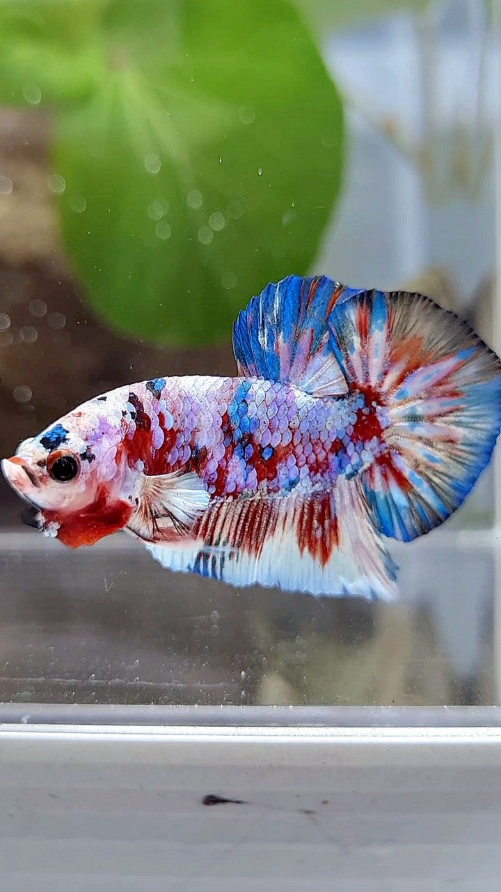 PLAKAT BARONGSAI RED WHITE GALAXY MULTICOLOR BETTA FISH