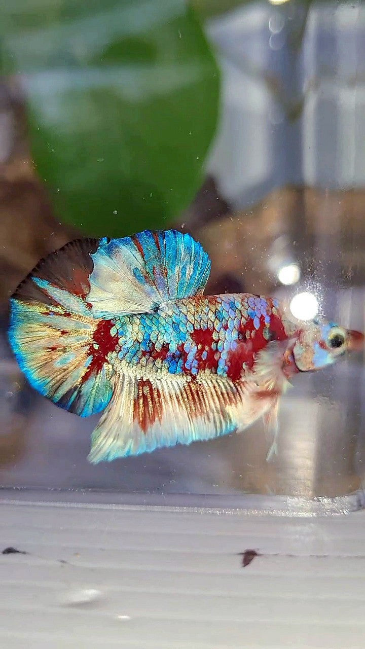 PLAKAT BARONGSAI RED WHITE GALAXY MULTICOLOR BETTA FISH