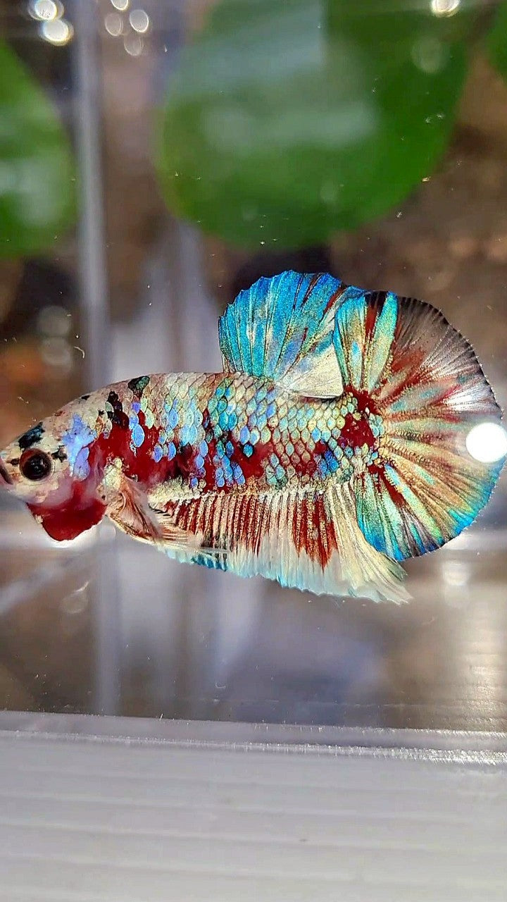 PLAKAT BARONGSAI RED WHITE GALAXY MULTICOLOR BETTA FISH