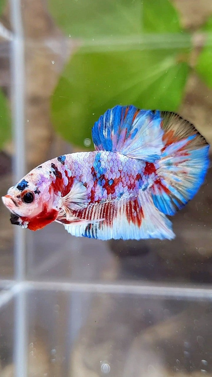 PLAKAT BARONGSAI RED WHITE GALAXY MULTICOLOR BETTA FISH