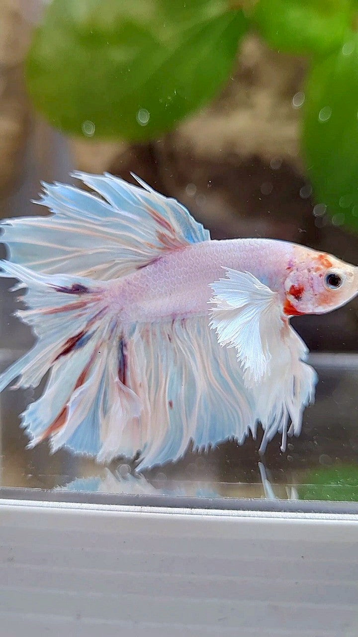 KING ROSETAIL HALFMOON SUPER DUMBO EAR WHITE COLOR WASH BETTA FISH