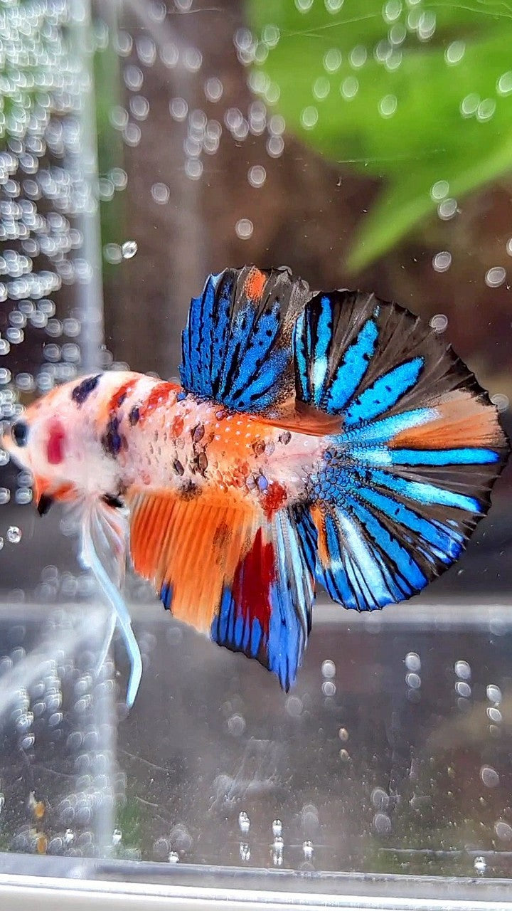 PLAKAT ORANGE METTALIC MULTICOLOR BETTA FISH