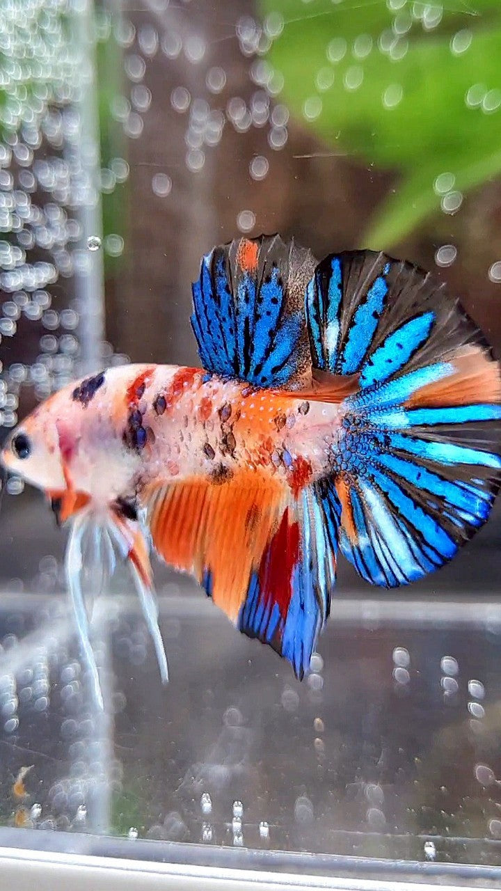 PLAKAT ORANGE METTALIC MULTICOLOR BETTA FISH