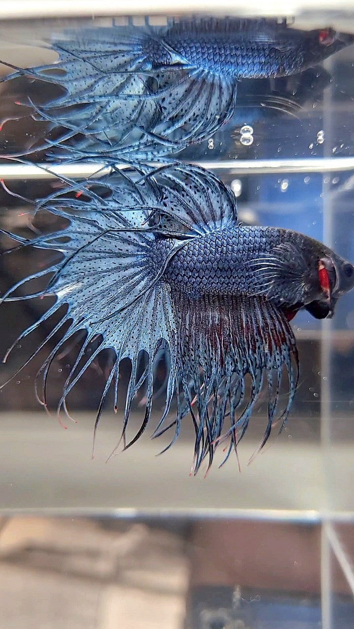 KING CROWNTAIL BLUE GRAY BETTA FISH