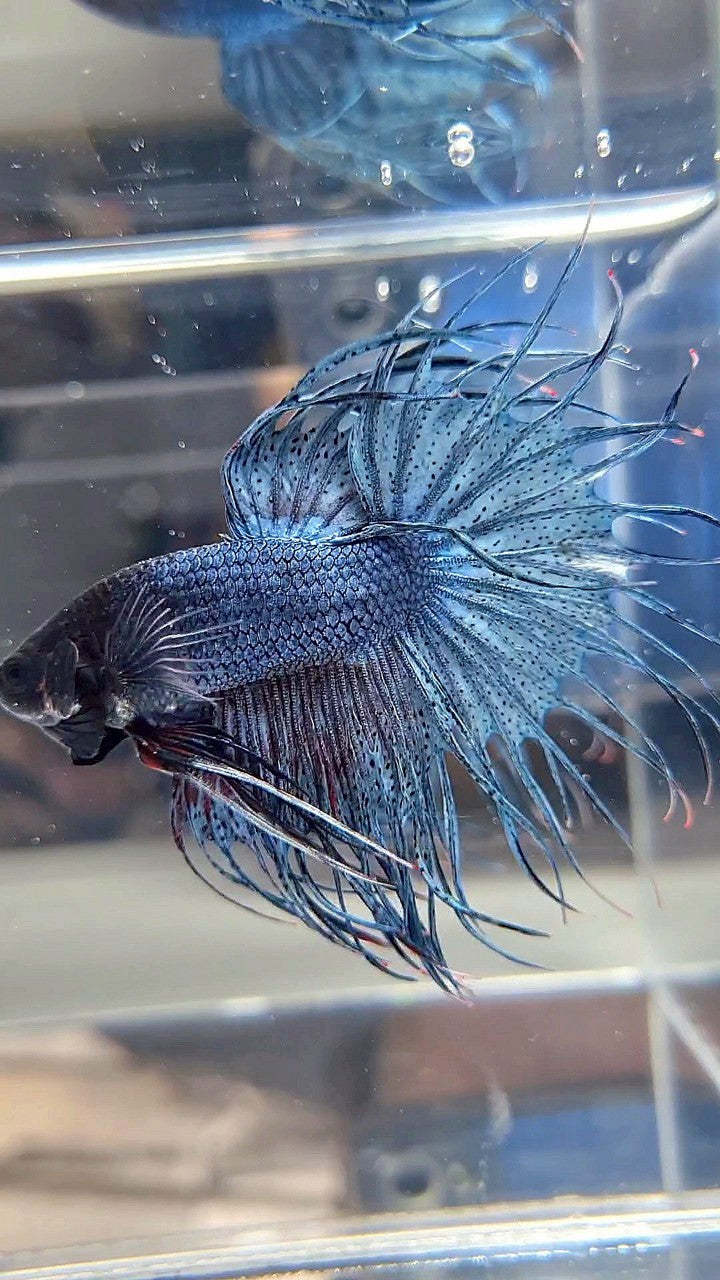 KING CROWNTAIL BLUE GRAY BETTA FISH