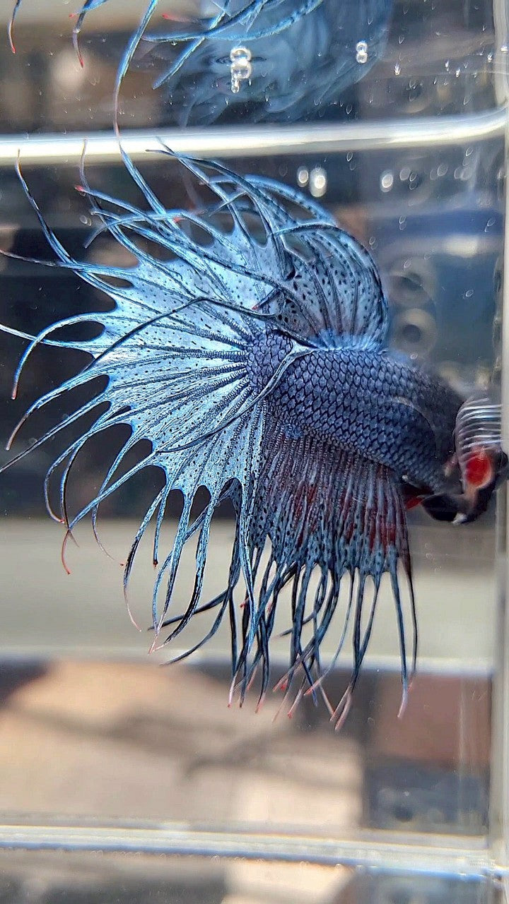 KING CROWNTAIL BLUE GRAY BETTA FISH