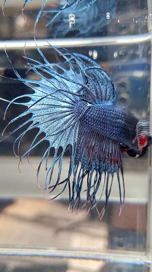 KING CROWNTAIL BLUE GRAY BETTA FISH