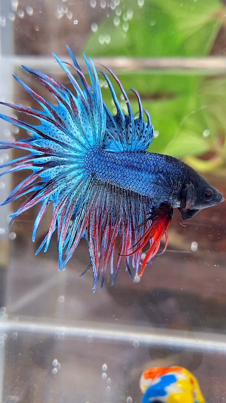 KING CROWNTAIL BLUE GREEN RED BETTA FISH