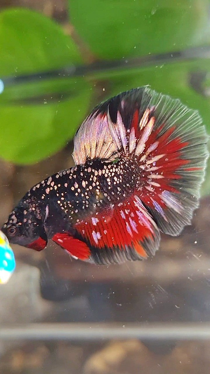 LUXURY HALFMOON ROSETAIL BLACKSTAR COPPER AVATAR GOLD VAMPIRE BETTA FISH
