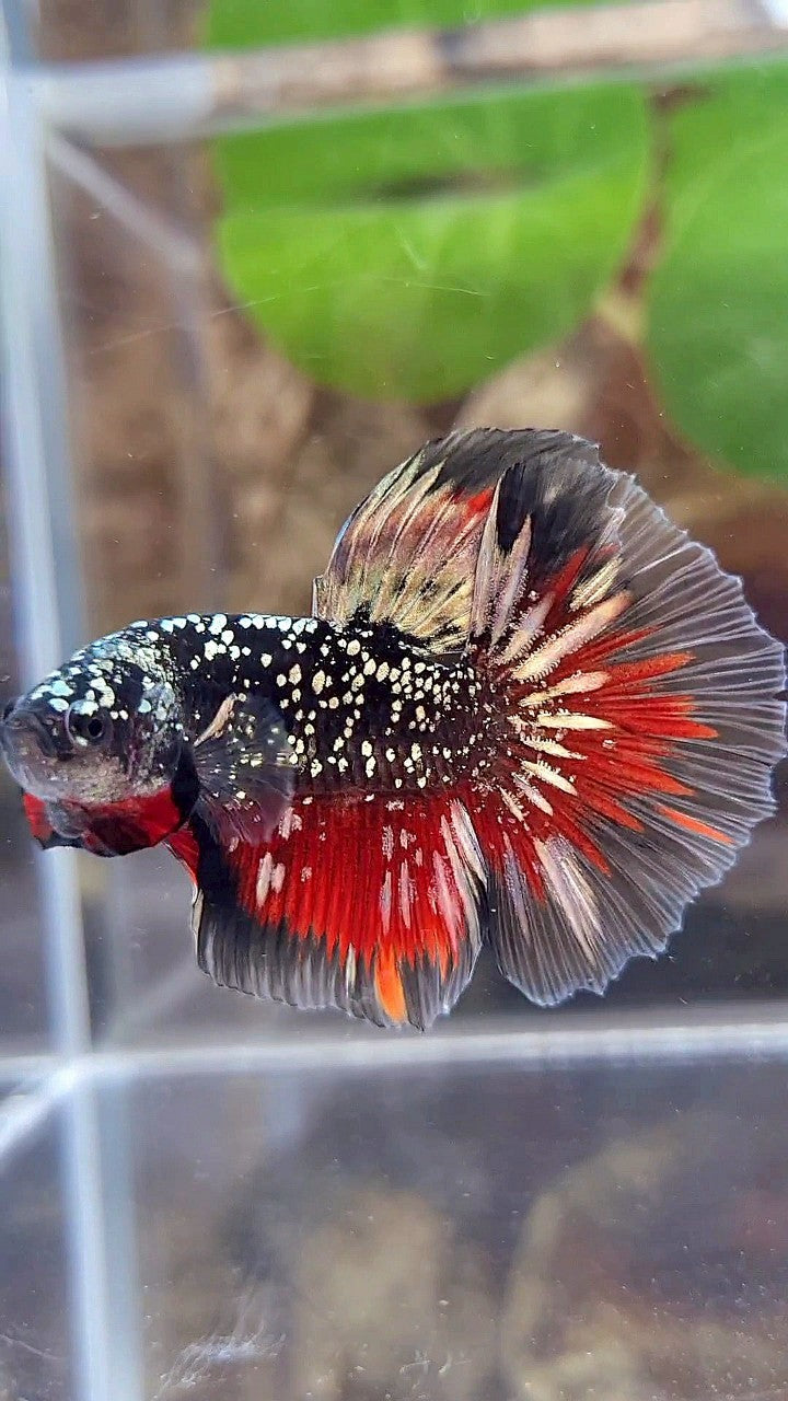 LUXURY HALFMOON ROSETAIL BLACKSTAR COPPER AVATAR GOLD VAMPIRE BETTA FISH