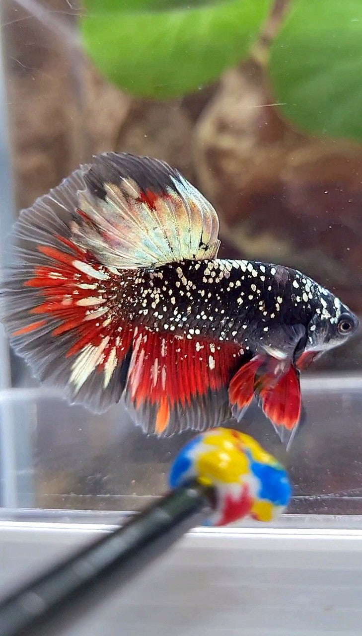 LUXURY HALFMOON ROSETAIL BLACKSTAR COPPER AVATAR GOLD VAMPIRE BETTA FISH