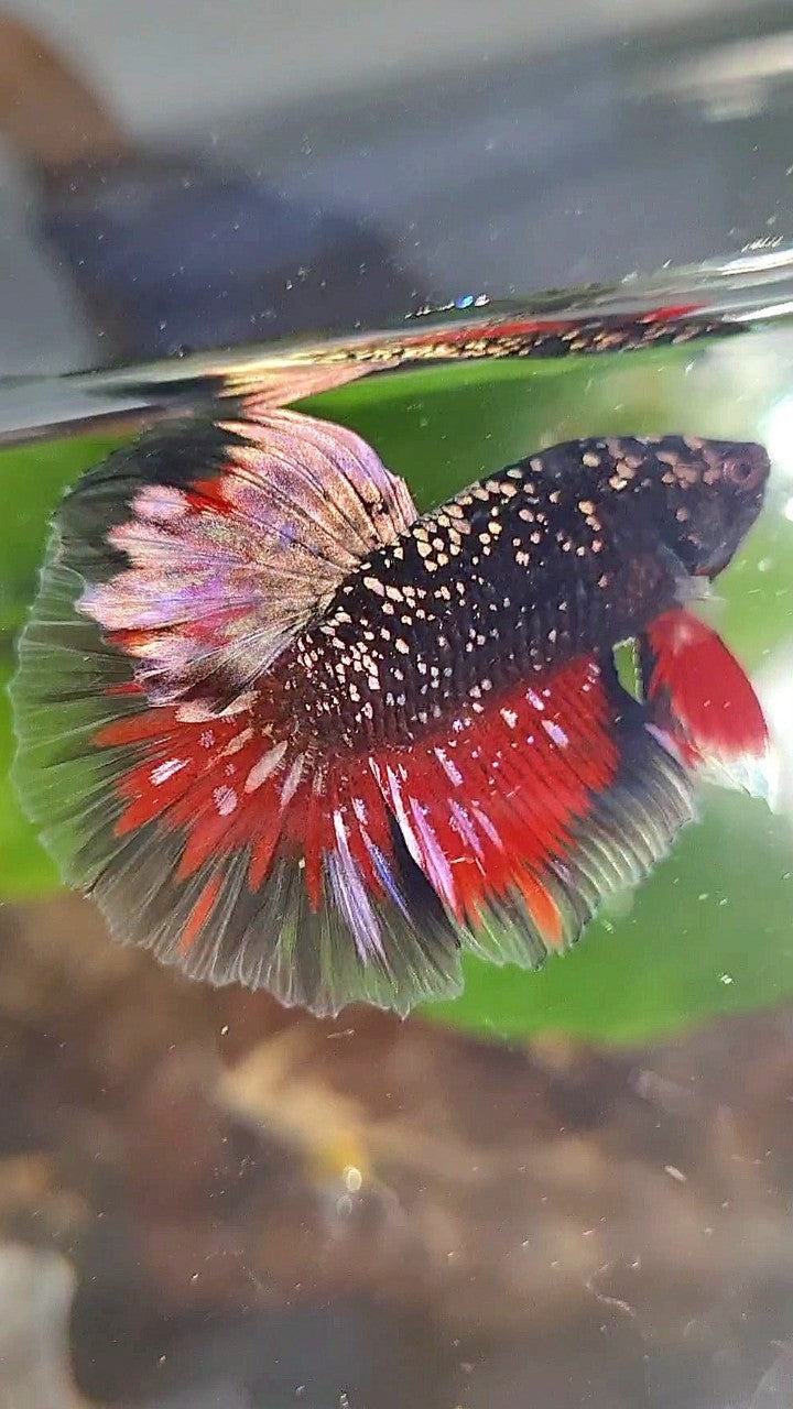 LUXURY HALFMOON ROSETAIL BLACKSTAR COPPER AVATAR GOLD VAMPIRE BETTA FISH