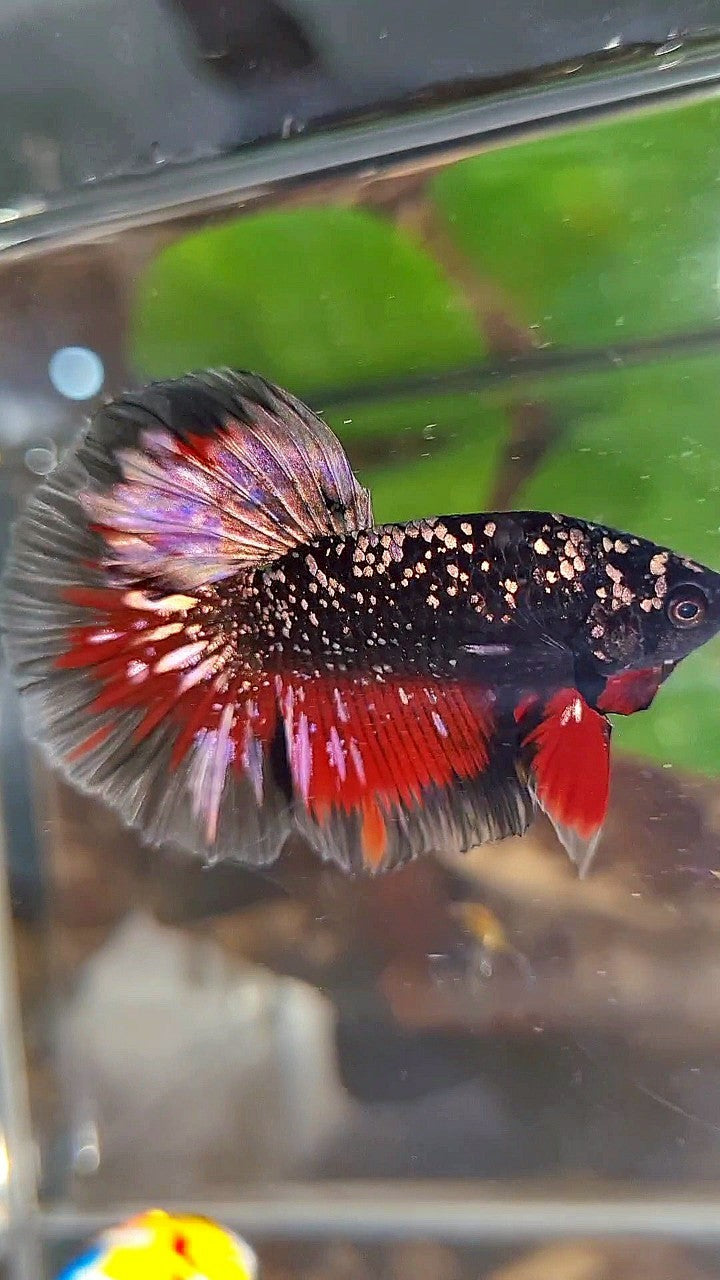 LUXURY HALFMOON ROSETAIL BLACKSTAR COPPER AVATAR GOLD VAMPIRE BETTA FISH