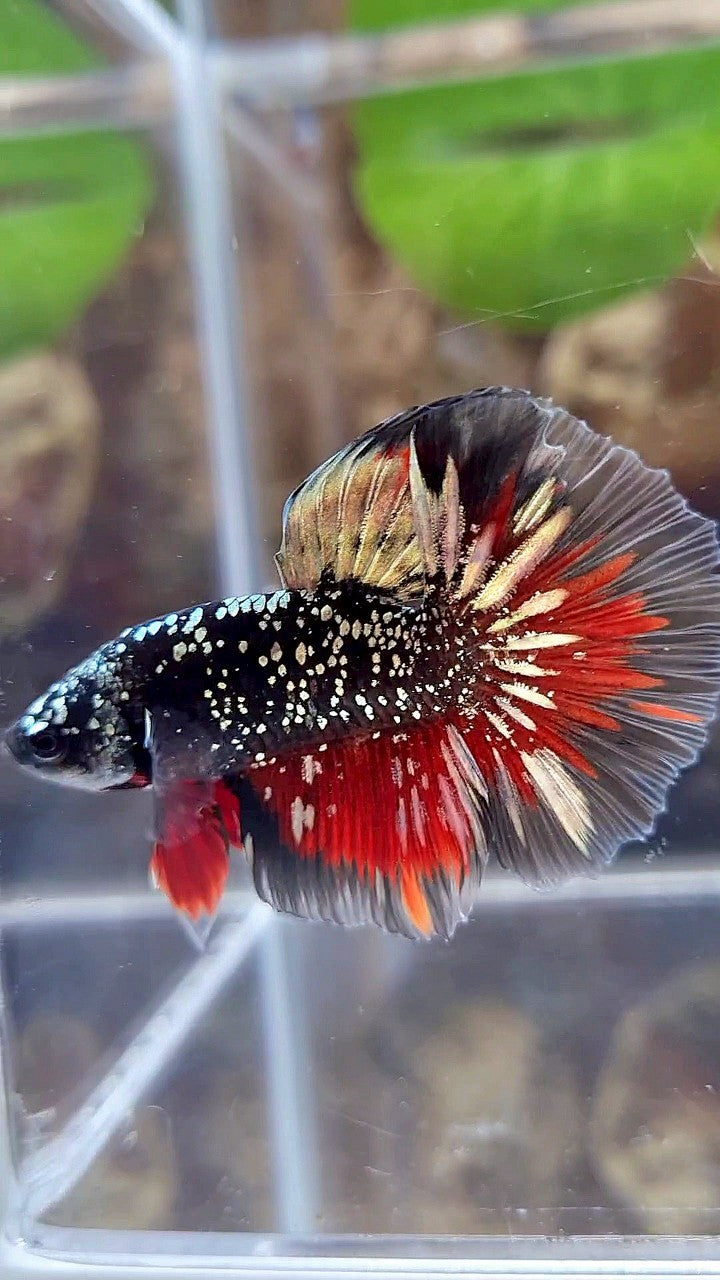 LUXURY HALFMOON ROSETAIL BLACKSTAR COPPER AVATAR GOLD VAMPIRE BETTA FISH