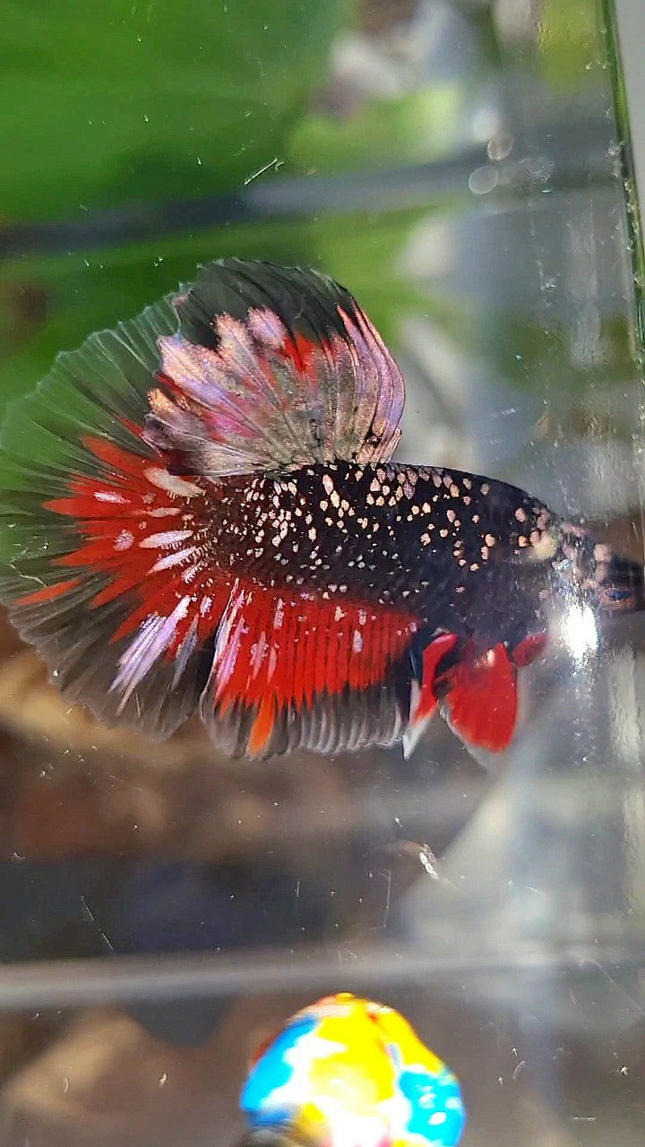LUXURY HALFMOON ROSETAIL BLACKSTAR COPPER AVATAR GOLD VAMPIRE BETTA FISH