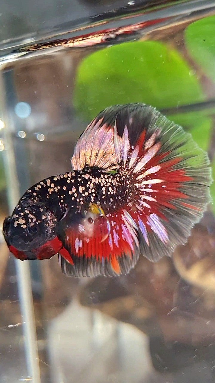 LUXURY HALFMOON ROSETAIL BLACKSTAR COPPER AVATAR GOLD VAMPIRE BETTA FISH